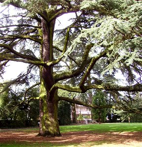 Lebanon cedar in Schlosspark Weinheim, Germany