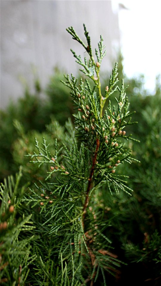 Juniperus virginiana
