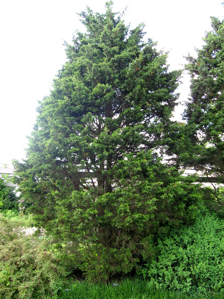 A picture of Juniper virginian 'corcorcor'.
