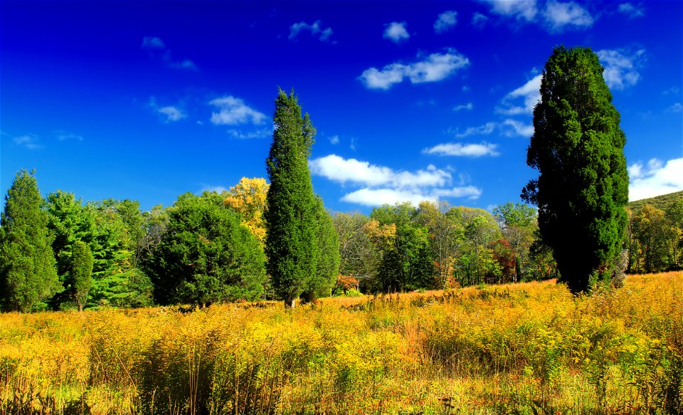 Meadow of goldenrod, grass, and eastern red-cedars near the north slope of Blue Mountain, Monroe County, within State Game Land 168. I've licensed this photo as Creative Commons Zero (CC0) for releas photo