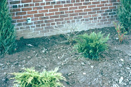 Juniperus Juniperus (virginiana??)Old Gold and_Juniperus V. Mint Jelup photo