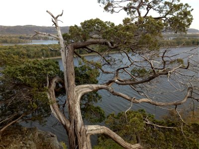 Old Eastern Juniper Juniperus virginiana and past it the Mississippi River forming the Wisconsin/Iowa border from Hanging Rock at Effigy Mounds. photo