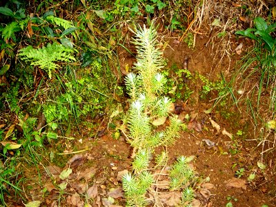 Pinus pinea seedling