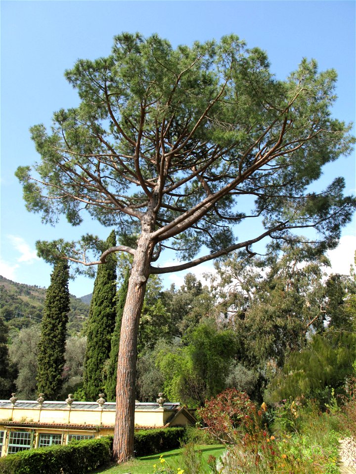 Pinus pinea in the jardin des Serres de la Madone in Menton (Alpes-Maritimes, France).