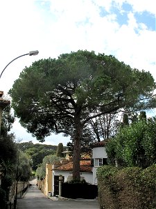 Stone pine on the pointe de Saint-Hospice in Saint-Jean-Cap-Ferrat (Alpes-Maritimes, France).
