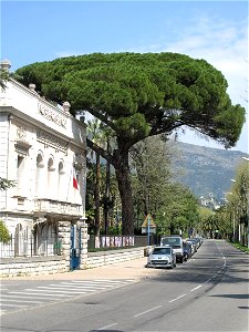 Stone pine of the palais Carnolès in Menton (Alpes-Maritimes, France).