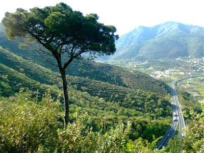Pinus pinea sopra Borghetto Santo Spirito