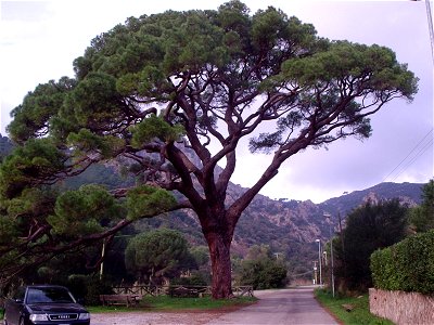 pino domestico monumentale di Monserrato all'Elba