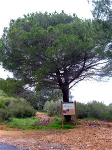 Pinus pinea habit — Dehesa Boyal de Puertollano, Spain.