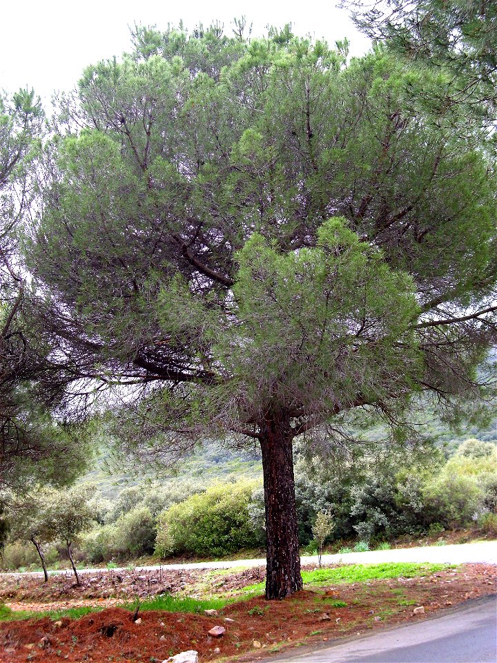 Pinus pinea habit — Dehesa Boyal de Puertollano, Spain