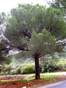 Pinus pinea habit — Dehesa Boyal de Puertollano, Spain