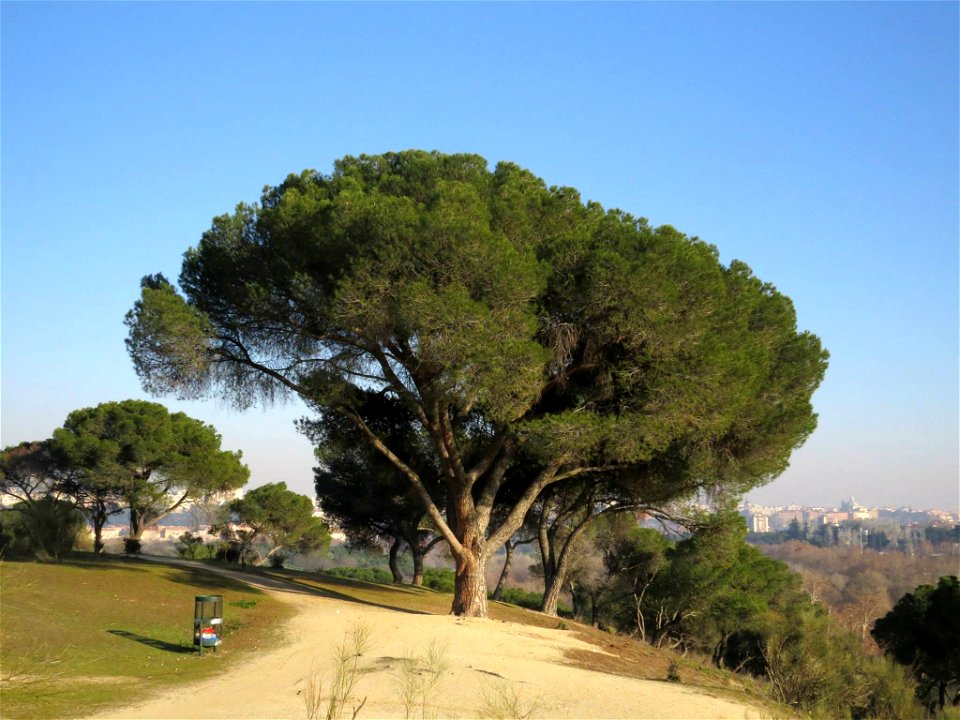 Pino piñonero (Pinus pinea) en la Casa de Campo de Madrid.