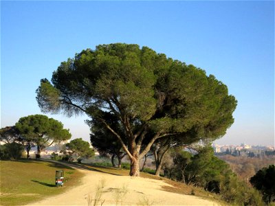 Pino piñonero (Pinus pinea) en la Casa de Campo de Madrid.