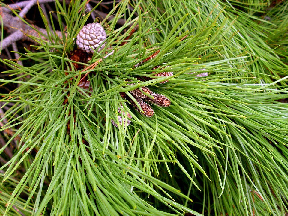 Pinus pinea Nedles and female cone, Dehesa Boyal de Puertollano, Spain