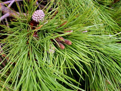 Pinus pinea Nedles and female cone, Dehesa Boyal de Puertollano, Spain