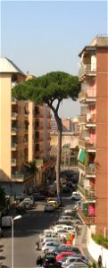 Pinus Pinea a Roma nel quartiere Pigneto