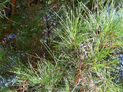 Pinus pinea needles, Dehesa Boyal de Puertollano, Spain