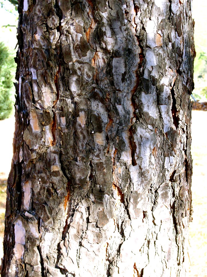 Pinus pinea trunk, Dehesa Boyal de Puertollano, Spain
