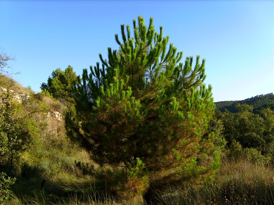Pinus pinea planted in 1994 with its natural form, never pruned. 
Showing the lower branches almost dry, Castelltallat, Catalonia.