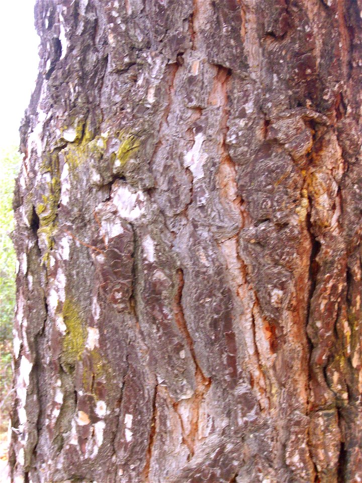 Pinus pinea trunk, Dehesa Boyal de Puertollano, Spain