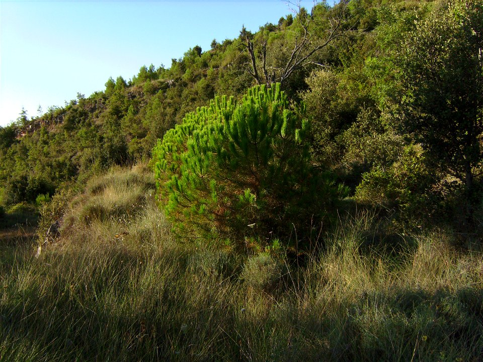 Pinus pinea (born in 1994) with natural form, never pruned, Castelltallat, Catalonia