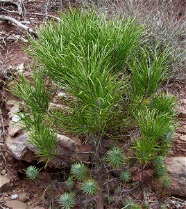 A young Pinus pinea tree, Castelltallat, Catalonia