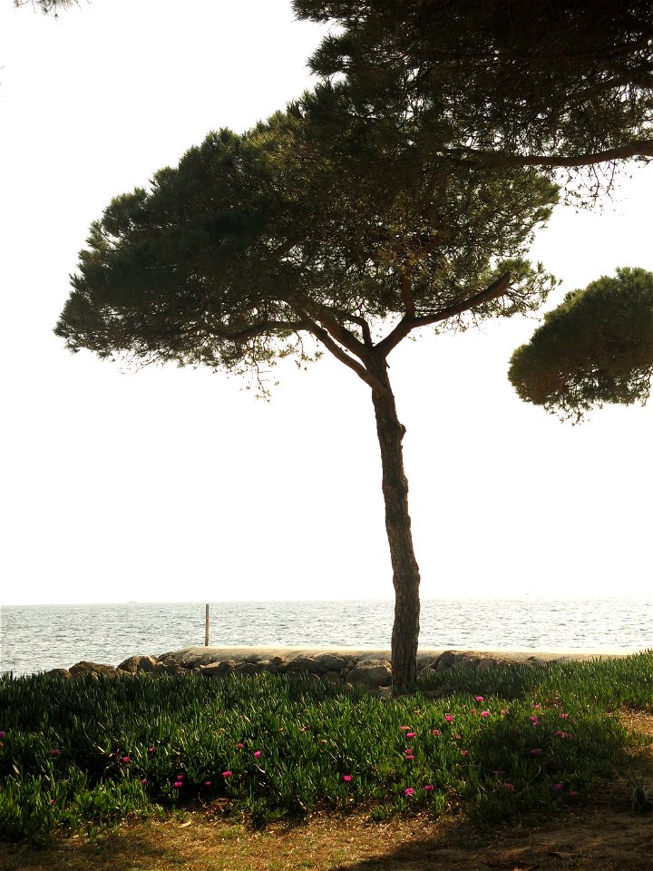 Stone pine on the Pansard beach. La Londe-les-Maures (Var, France).