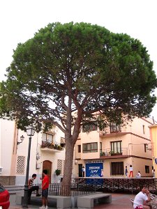 El pino de Alfaz del Pi, en la Plaza Mayor
Vista de la plaza mayor de Alfaz del Pi (Alicante, España). El pino plantado en esta plaza es al que le debe el nombre el municipio.

Autor: Rodriguillo
Fech