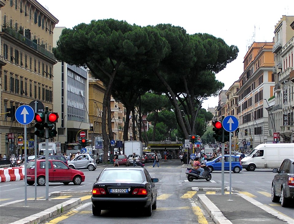 Umbrella pine Pinus pinea in a  Rome (Italy) street.