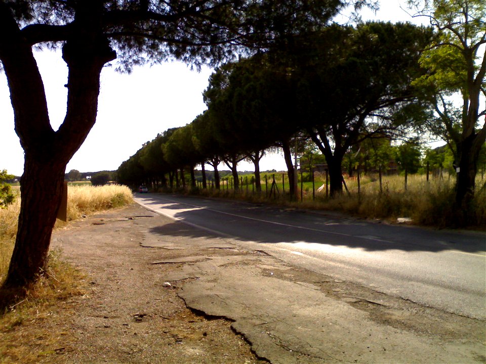 Pinus pinea in via di Torricola a Roma