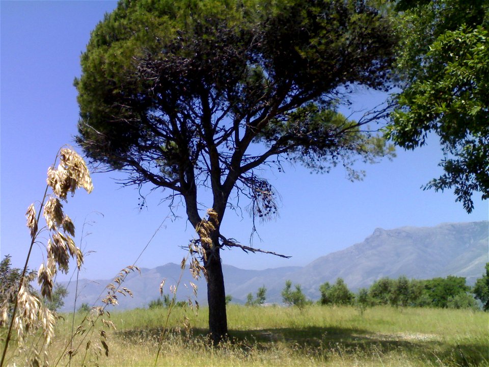 Pinus halepensis e Ampelodesmos mauritanicus sul Monte di Scauri verso Formia coi monti Aurunci sullo sfondo