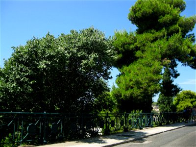 Park with Pinus halepensis (right)