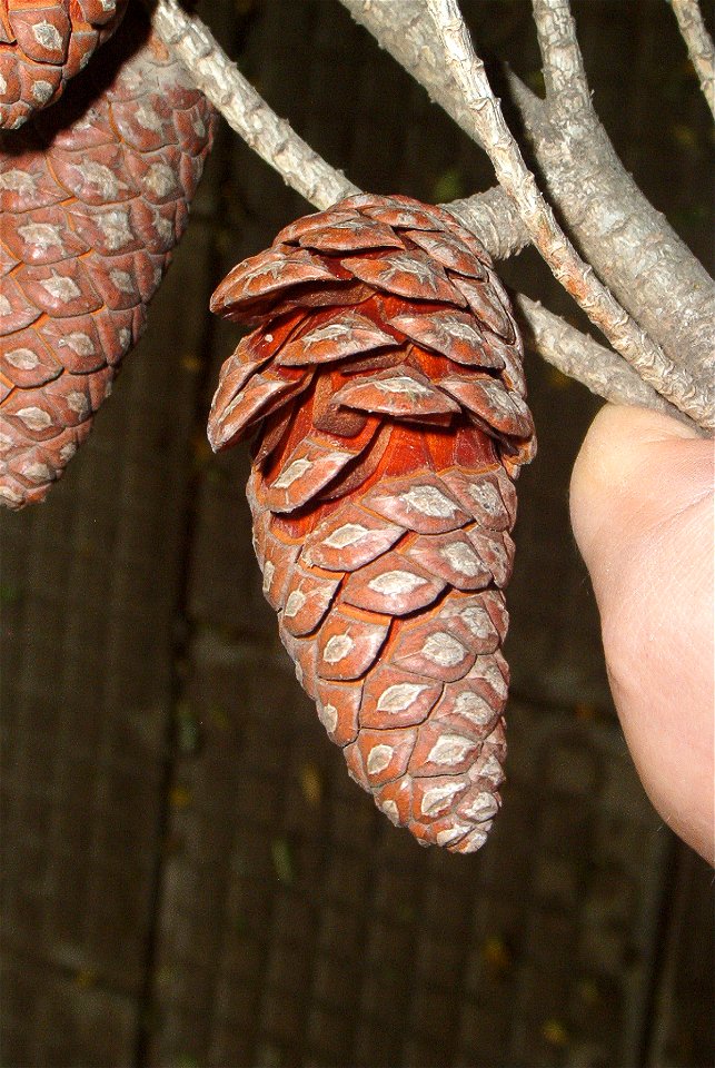 Pine cone detail 1