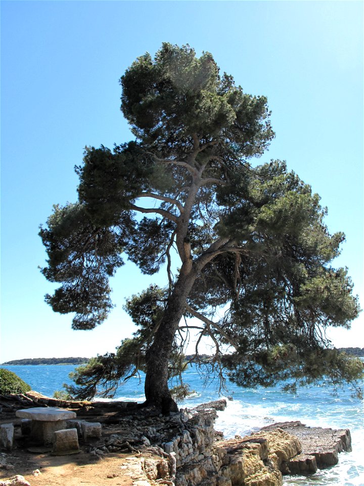 Tall Aleppo Pine Pinus halepensis tree on the Sainte-Marguerite island (Alpes-Maritimes, France).