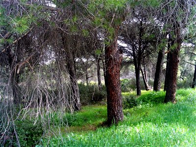 Pinus halepensis trees, Dehesa Boyal de Puertollano park, Castile-La Mancha, Spain.