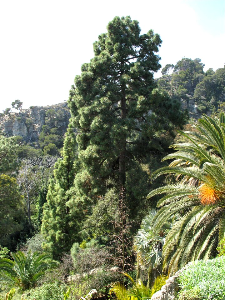 Pinus halepensis  in the gardens of the villa Hanbury (Ventimiglia, Italy).
