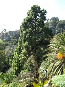Pinus halepensis  in the gardens of the villa Hanbury (Ventimiglia, Italy).