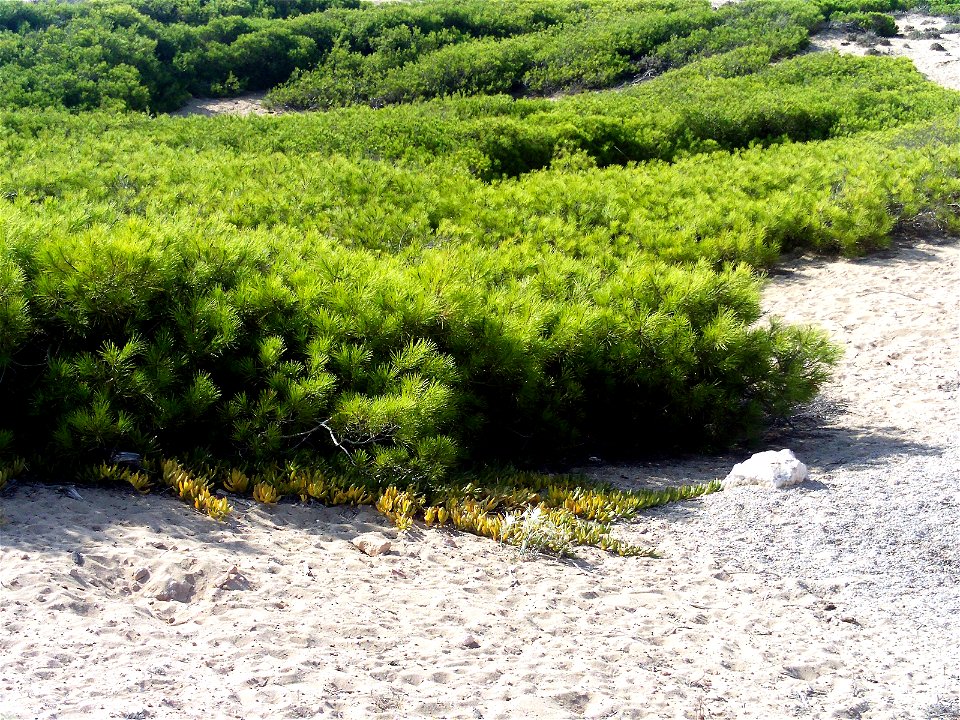 Pinus halepensis at dunes, Parque de las Dunas de Torrelamata, Torrelamata, Torrevieja, Alicante, Spain