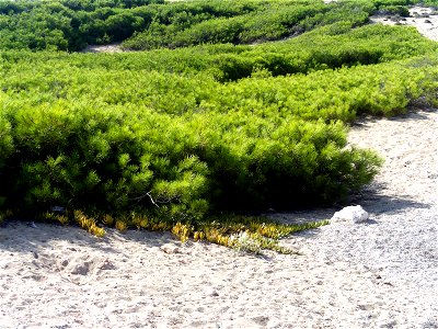 Pinus halepensis at dunes, Parque de las Dunas de Torrelamata, Torrelamata, Torrevieja, Alicante, Spain