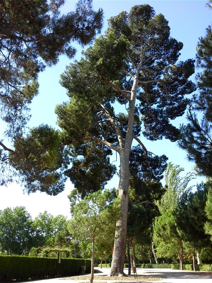 Pinus halepensis at Retiro Park