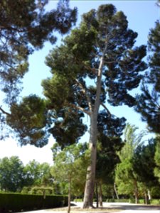 Pinus halepensis at Retiro Park