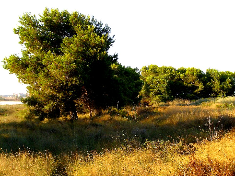 Pinus halepensis habit, La Mata, Torrevieja, Alicante, Spain