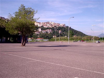 Pinus halepensis nel parcheggio vicino alla stazione ferroviaria di Monte San Biagio