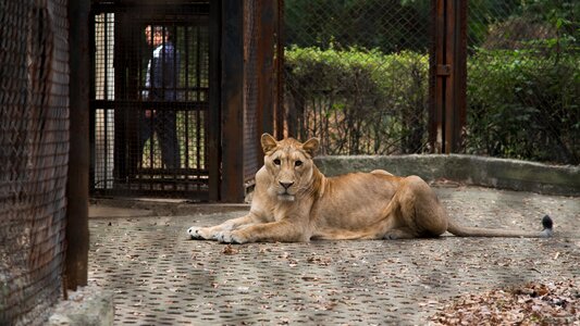 Zoo animal lion photo