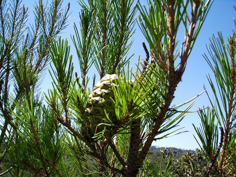 Image:Pinus halepensis cone7_agost06.jpg
Pinus halepensis
Castelltallat, Catalonia (Spain) 2006

My own work