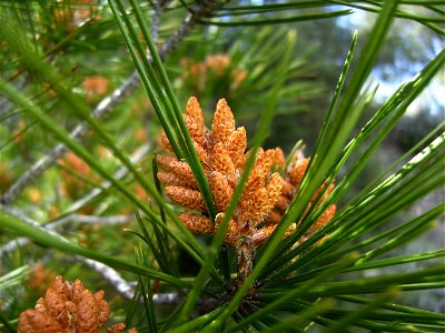 Pinus halepensis male floowers, Catalonia