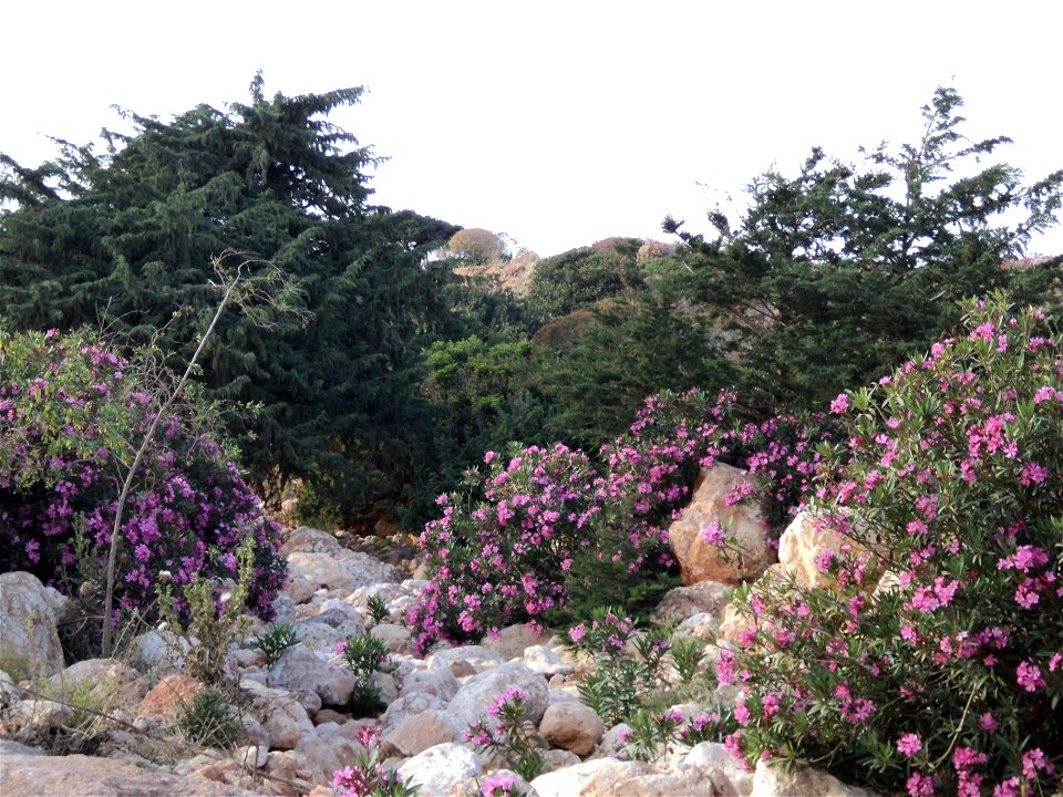 A wadi west of the Libyan town of Susa, Libya. Nerium oleander shrubs in flower; Cupressus sempervirens trees behind.