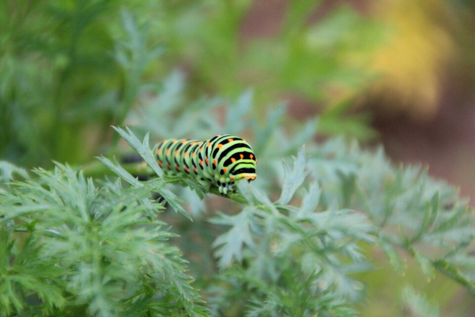 Insect swallowtail butterfly
