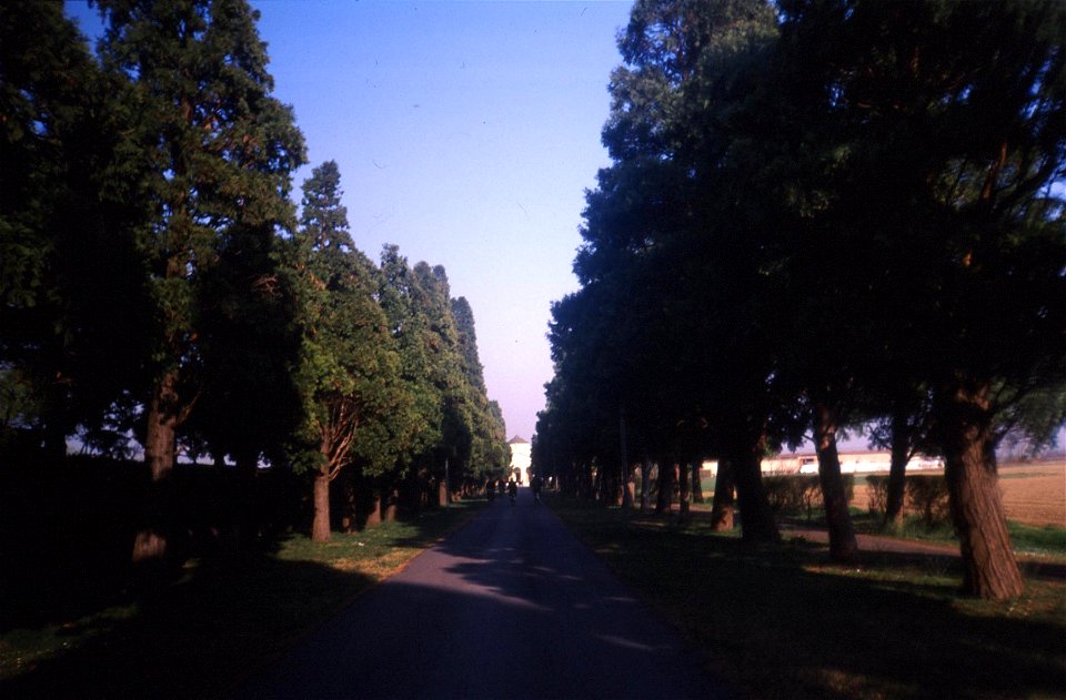 Il viale pedonale alberato che conduce dal centro cittadino al cimitero di Caravaggio.

The cypress-lined avenue connecting the cemetery of Caravaggio (Lombardy) to the town centre.