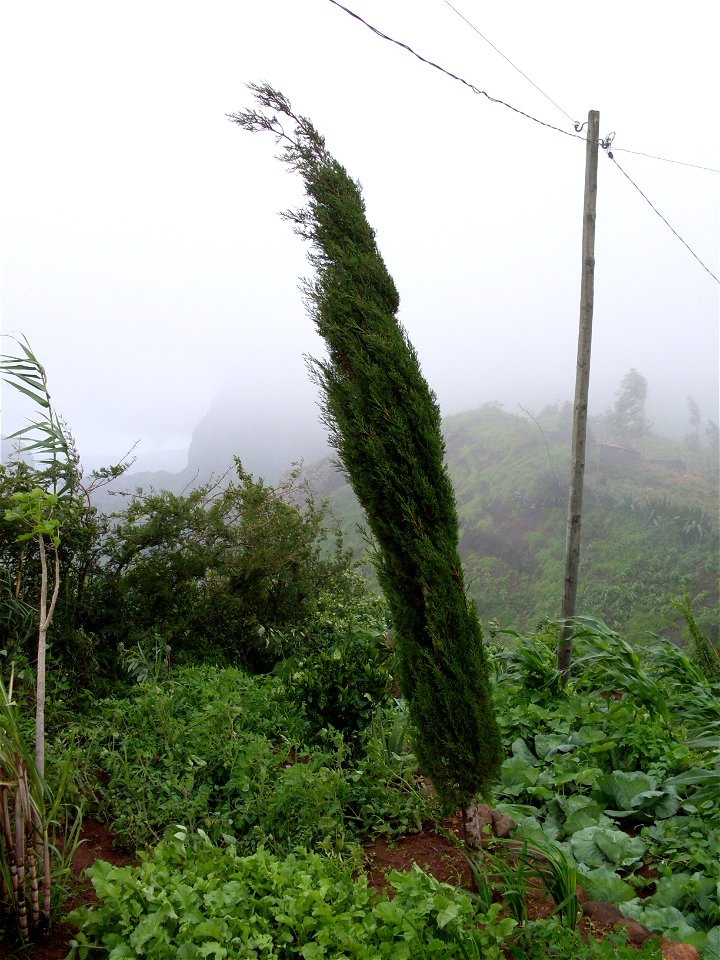 Young cypress Cupressus sempervirens in Rui Vaz, in Santiago, Cape Verde